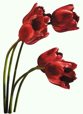 Flamme-røde tulipaner.