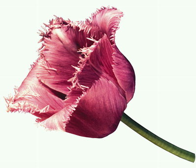 Tulip עם מחודד משונן-petals.