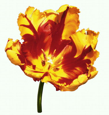 Tulip fiery.