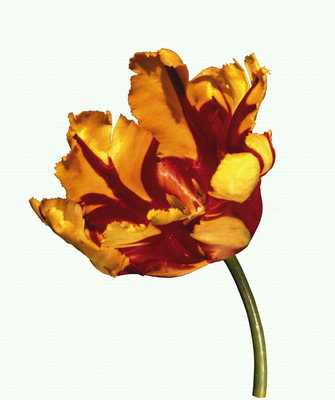 Bud på en tulipan med undulate kantene.