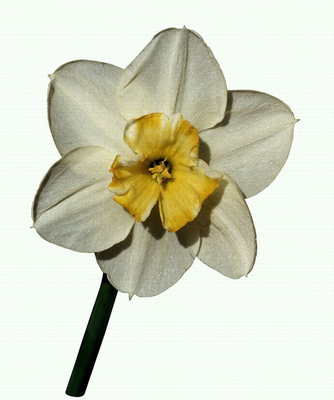 Biała Narcissus