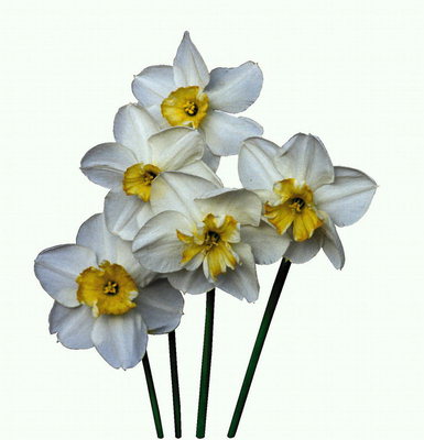 लंबे पैरों पर daffodils का एक गुलदस्ता.