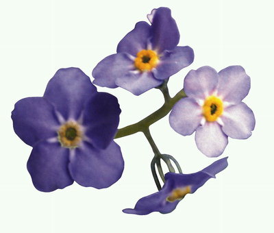 Các chi nhánh của lilac hoa.
