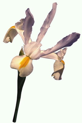 Pale lila iris