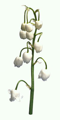 The branch of lily of the valley