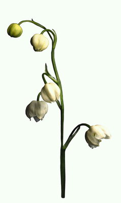 White lily di lembah.