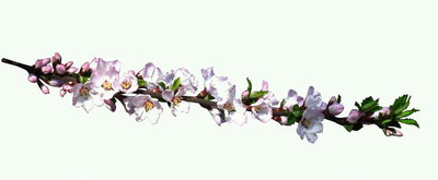 Pobočku čerešňové kvety