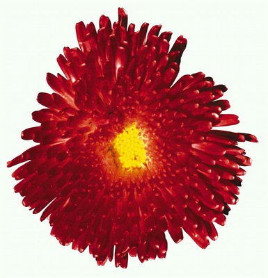 Flor roja-rico