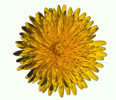 Dandelion yellow.