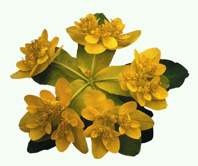 Wreath of yellow flowers.
