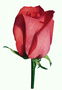 Бутон розы красной с жилками.