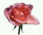 Бутон розы с округлой формой лепестков.