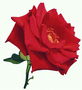 Роза красная с пустой сердцевиной и острыми краями.