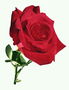 Цветок розы с бархатными лепестками.