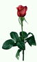 Rose červená s velkými tmavě zelené listy.
