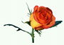 Бутон розы красно-оранжевой круглой формы.