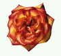 Rose Petals sa mapanirang-alun-alon.