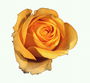 Orange Rose na may mas mababang Petals tamad.