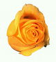 Bright orange roses
