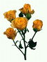 Ветка оранжевой розы, с волнистыми краями.