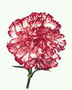 Carnation vörös és fehér.
