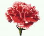Carnation lyhyellä osuudella.