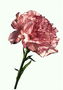 Carnation sa makislap kulay rosas.
