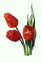 De samenstelling van de drie tulpen.