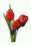 สีแดง tulips.