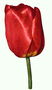 E kuqe tulipani mbi një fron të shkurtër.