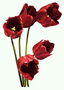 Een boeket van rode tulpen omgeven met de randen van de bloemblaadjes.