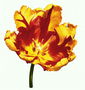 उग्र Tulip.