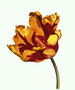 Mag-usbong ng isang tulipan may-alun-alon dulo.