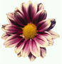 Kwiat Gerberas