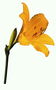 Orange-dilaw lily sa isang maikling lihim na.