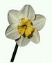 Biała Narcissus