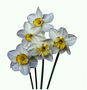 A Bouquet tal daffodils fuq twil saqajn.