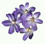 ส่วนประกอบกับห้า lilac ดอกไม้โดย stalks.