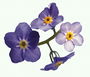 สาขาของ lilac ดอกไม้.