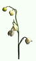 White Lily tal-wied.