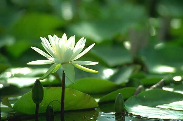Lily on the pond, on legs with broad-leaf.