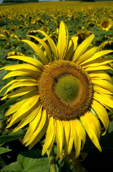 Valdkonnas Sunflowers.