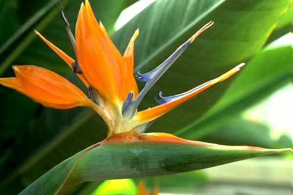 Sort orkidé orange.