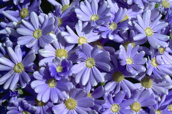 Cama con flores lila