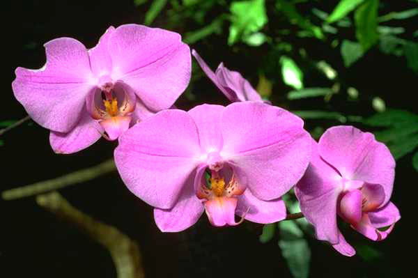 Variedad de orquídeas.