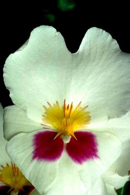 Violet blanc avec une framboise jaune coeur.