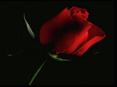 Rosa vermella escuro sobre un fondo negro.