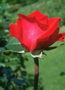 Роза красная, бархатная.