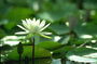 Lily di kolam, di kaki dengan luas daun.