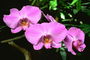 Variety orchideí.